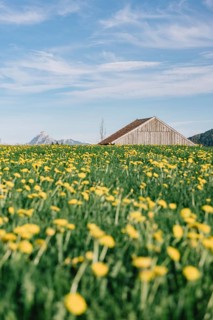 Dandelion in the Allgäu in front of the Alps and their beautiful mountains in Bavaria, Germany