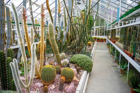 Botanical Garden, greenhouse with cacti and succulents, Zurich Succulent Collection, Switzerland