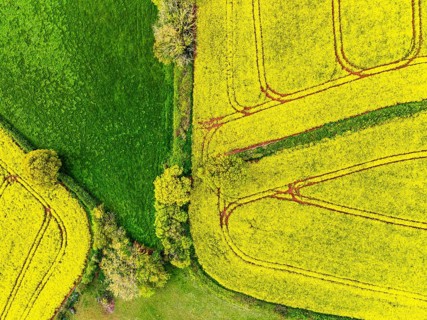 TOP DOWN over Rapeseed fields and Farms from a drone, Devon, England, United Kingdom