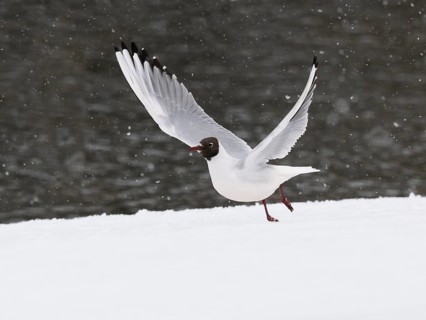 Black-headed Gull (Larus ridibundus), adult bird at the side of a lake, in take-off flight, amongst