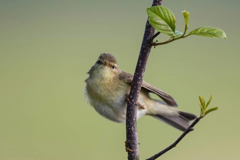 Willow Warbler (Phylloscopus trochilus) male perched on a branch, North-Rhine-Westphalia, Germany