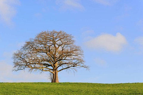 Oak (Quercus), bare gnarled solitary tree, blue cloudy sky, North Rhine-Westphalia, Germany