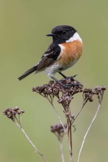 European Stonechat (Saxicola rubicola) male perched on a branch, Poland