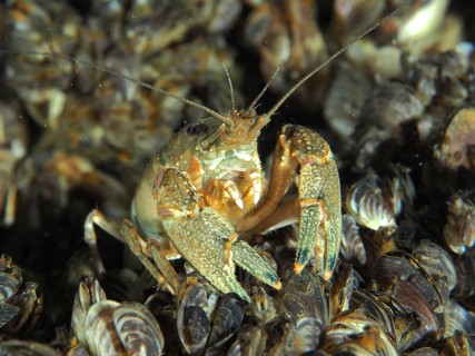 In Crayfish (Faxonius limosus) with visible antennae, American crayfish, invasive species,