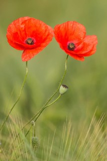 Corn Poppy (Papaver rhoeas), North Rhine-Westphalia, Germany