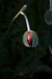 Mysterious poppies, spring, Germany