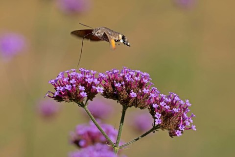 Butterfly, pigeon tail (Macroglossum stellatarum), also known as hummingbird butterfly or
