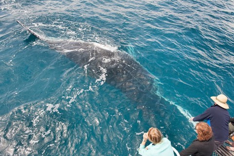 People on boat whale watching, Hervey Bay, Queensland, Australia