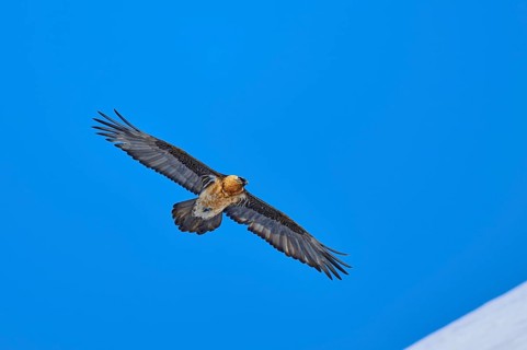 Bearded vulture (Gypaetus barbatus), with wide spread wings flying high in the clear blue sky,