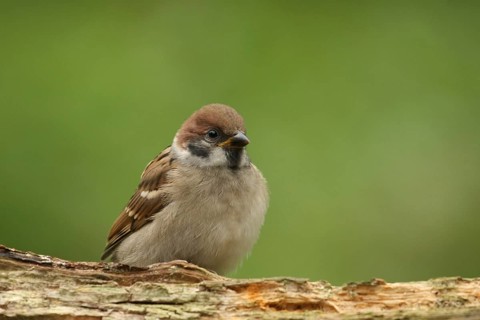 Eurasian Tree Sparrow (Passer montanus) juvenile, Lower Saxony, Germany