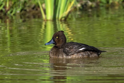 Tufted duck, tufted pochard (Aythya fuligula, Anas fuligula) adult female swimming in pond in