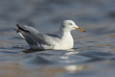 Slender-billed Gull (Chroicocephalus genei), Eilat, Israel