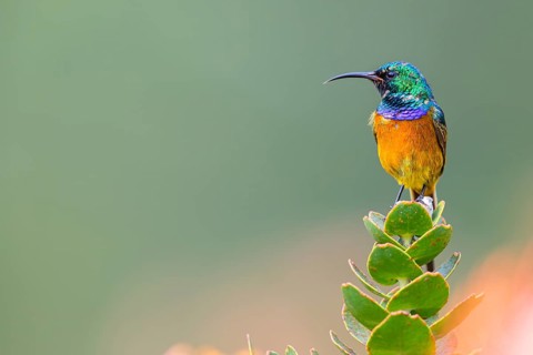 Orange-breasted sunbird (Anthobaphes violacea), Nectarinia violacea, Orange-breasted Sunbird,