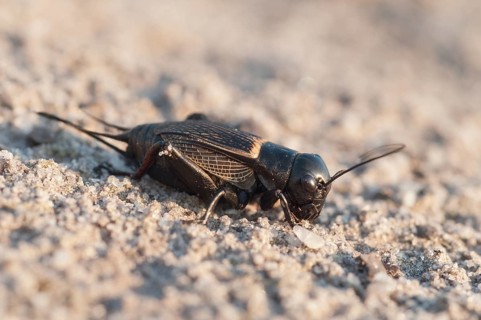 2009, Brandenburg, field cricket, Germany, Gryllus campestris, Nabu, national natural heritage,