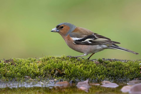 Common Chaffinch (Fringilla coelebs) male at a waterhole, Lower Saxony, Germany