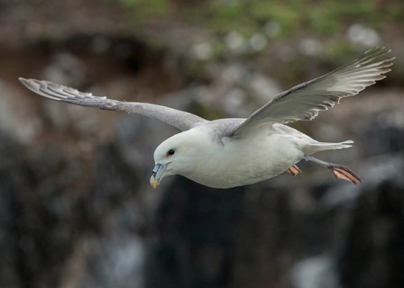 Northern Fulmar (Fulmarus glacialis) flying, Scotland, United Kingdom