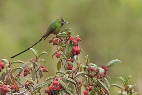 Green-tailed Trainbearer (Lesbia nuna) perched on a branch in Bolivia, South America