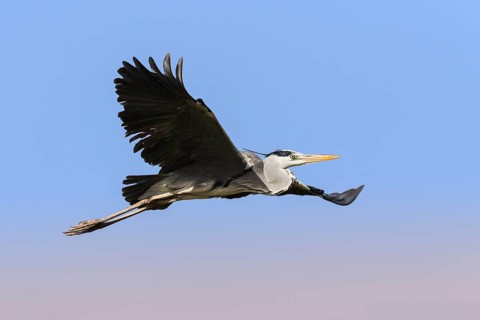 Grey Heron (Ardea cinerea) flying, Eilat, Israel, Germany