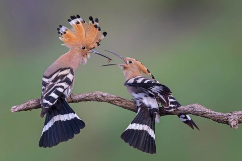 Eurasian Hoopoe (Upupa epops) male feeding female in courtship ritual, Saxony-Anhalt, Germany