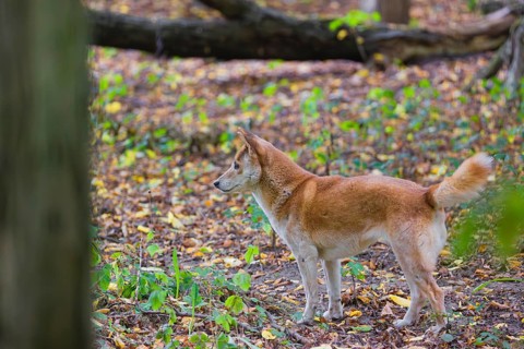 One New Guinea singing dog or New Guinea Highland dog (Canis hallstromi) (Canis dingo hallstromi,