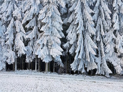 Winter landscape with forest and meadows in hoarfrost, Beinwil, Freiamt, Canton of Aargau,