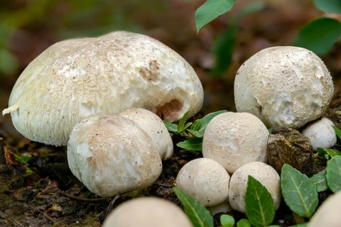 Agaricus campestris, mushroom, field gerling, meadow mushroom, fungi, fungus, meadow mushroom,