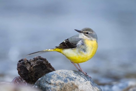 Grey Wagtail - Gebirgsstelze - Motacilla cinerea ssp. cinerea, Morocco, adult female