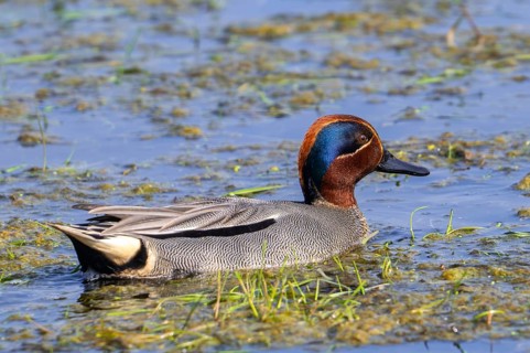 Eurasian teal, common teal, Eurasian green-winged teal (Anas crecca) adult male swimming in lake,