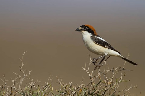 Woodchat Shrike - Rotkopfwürger - Lanius senator ssp. rutilans, Morocco, adult male