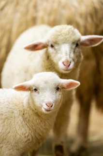 Domestic sheep (Ovis orientalis aries) lamb, portrait, Bavaria, Germany
