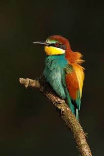 European Bee-eater (Merops apiaster), France
