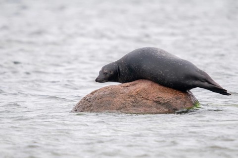 Carnivora, common seal, harbor seal, dog seal, phoca vitulina, phocidae, pinnipedia, predators,
