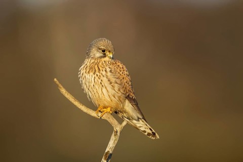 Common Kestrel (Falco tinnunculus) male perched on a branch, North Rhine-Westphalia, Germany