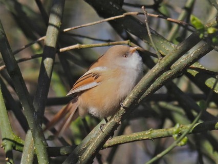 Bearded Tit (Panurus biarmicus)