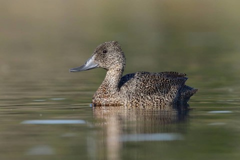 Freckled Duck (Stictonetta naevosa) female, Victoria, Australia