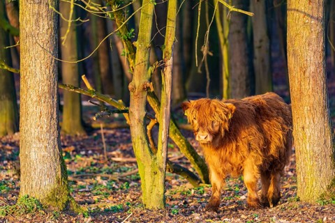 One Highland calf (Bos (primigenius) taurus) walks through a forest