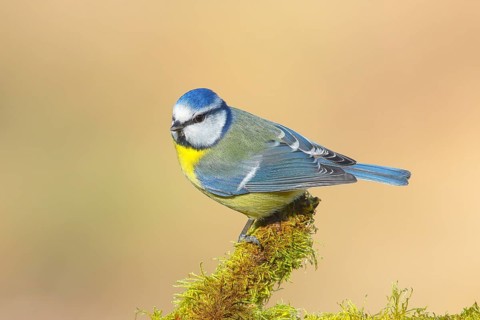 Blue tit (Parus caeruleus), Sitting on a branch covered with moss, Wildlife, Winter, Animals,