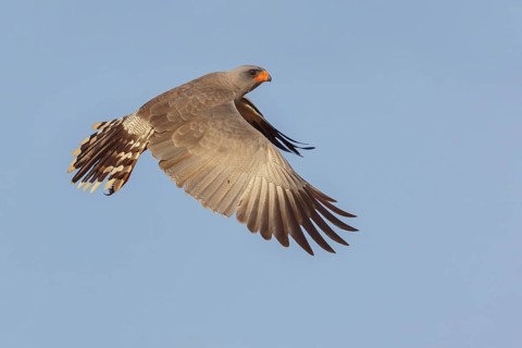 Grey-rumped Singing Goshawk, (Melierax metabetes), Dark Chanting Goshawk, Dark Chanting Goshawk,