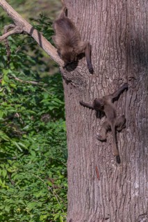 Two young Gelada (Theropithecus gelada), or bleeding-heart monkey playing on a branch high up in a