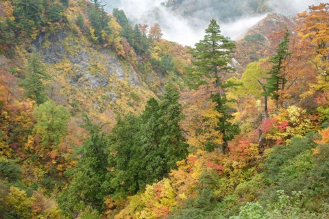 Hakusan National Park, Maiden Pine (Pinus parviflora), Maple (Acer), Hakusan National Park, Honshu,