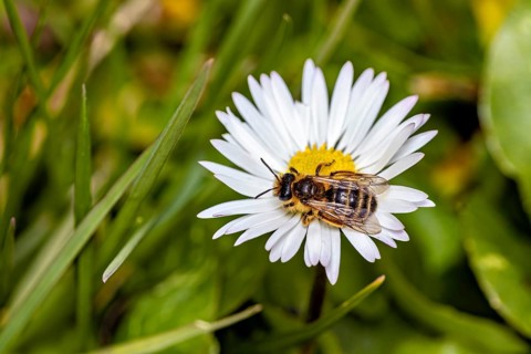 A bee perched on a white daisy amidst green grass, a garden leaf-cutter bee near Herleshausen in