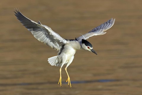 Night heron, (Nycticorax nycticorax), animals, birds, heron family, flight photo, biotope, habitat,