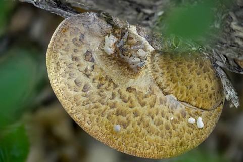 Cerioporus Squamosus, Dryad's Saddle, Pheasant's Back Mushroom, Polyporus Squamosus, Scaly
