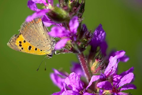 Fire moth, small fire moth, Lycaena phlaeas, small copper, butterfly, insects, butterflies,