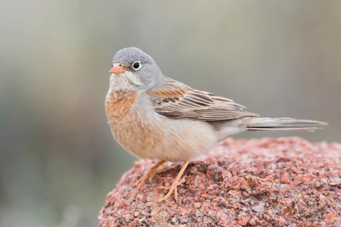 Grey-necked Bunting - Steinortolan - Emberiza buchanani, Kyrgyzstan, adult male