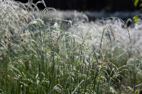 Grass with water droplets like raindrops after a fog, Germany