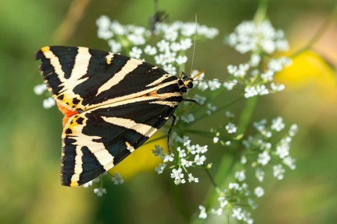 Callimorpha quadripunctaria, Euplagia quadripunctaria, jersey tiger, Panaxia quadripunctaria,