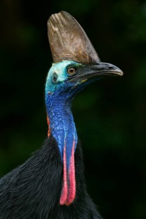 Southern Cassowary (Casuarius casuarius), Queensland, Australia