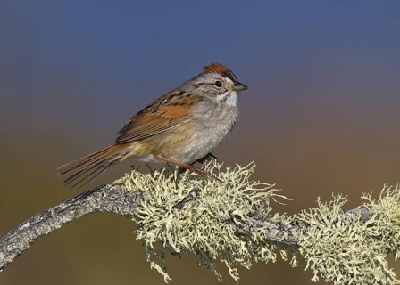 Canada, Manitoba, June, breeding male