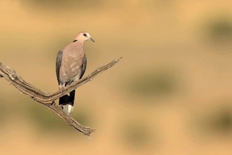 Kaapse tortelduif, Cape Turtle Dove, Streptopelia capicola